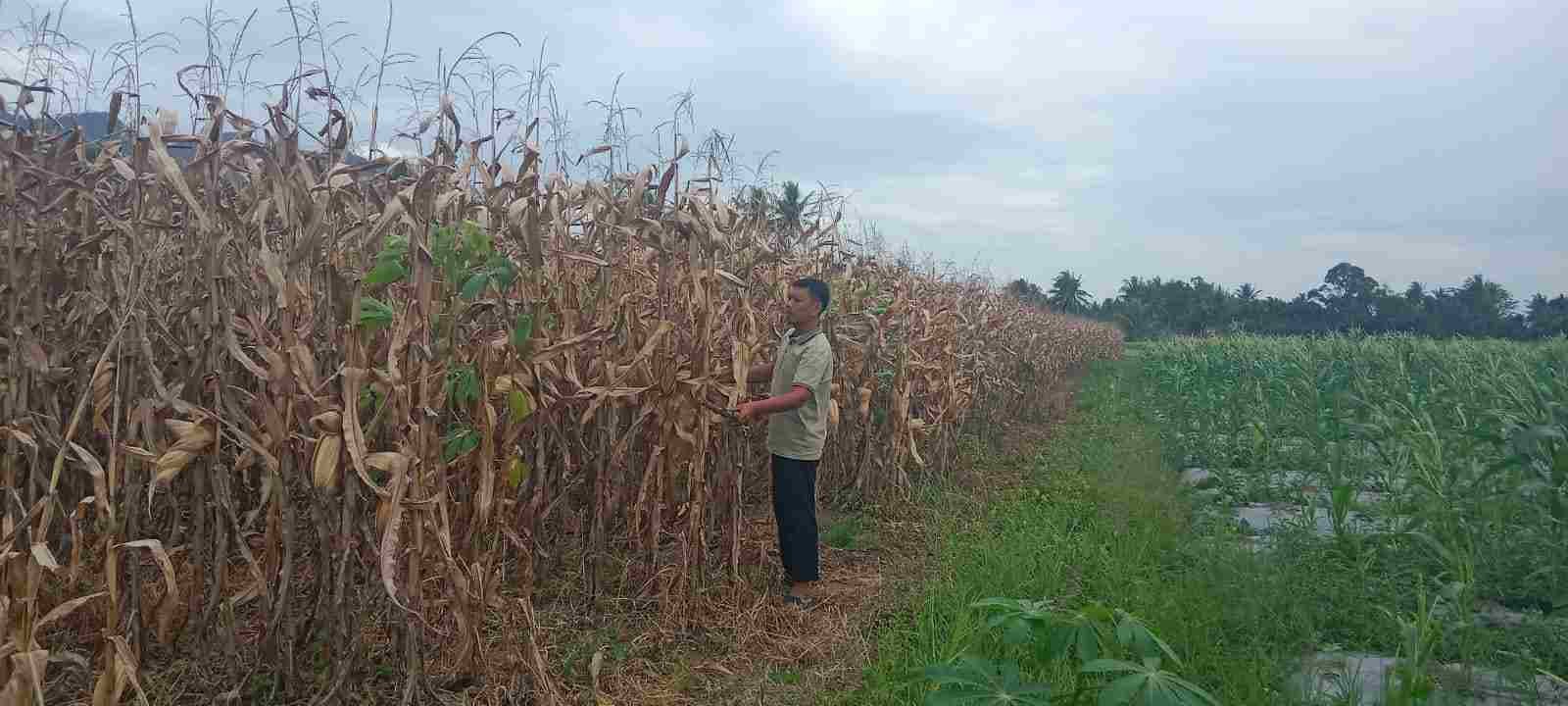 IMG-20250131-WA0141_8FXXpTDd9k