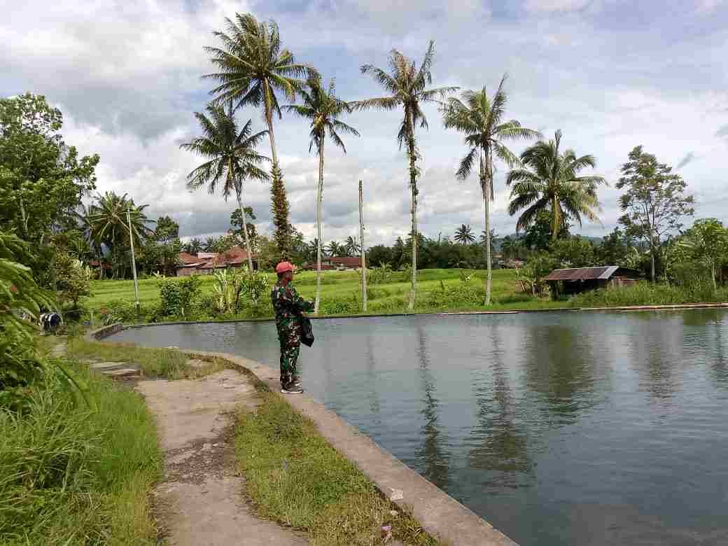 Babinsa Koramil 05/X Koto Bersama Warga Budidaya 1000 Ekor Lele