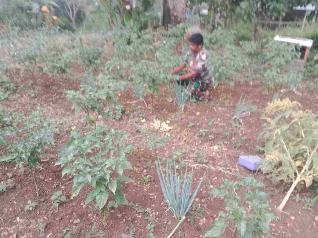 Babinsa Koramil 06/Sungayang  Bersihkan Gulma Tanaman Terong