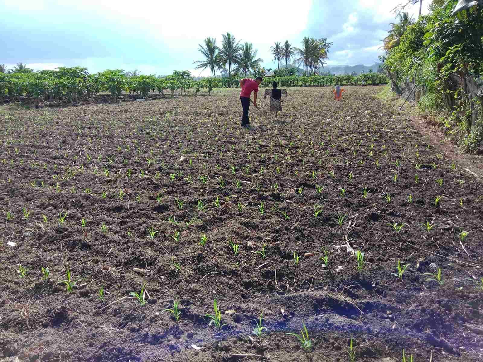 IMG-20250603-WA0239_VAWmHSV956