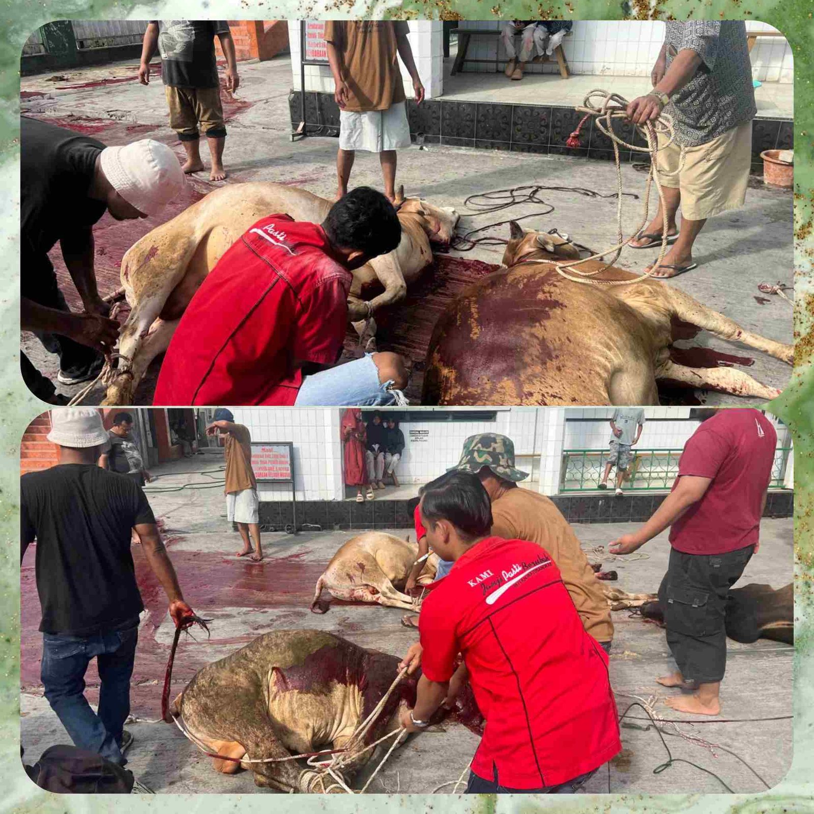 Polish_20250607_111743331_Eguh3Tqa2y