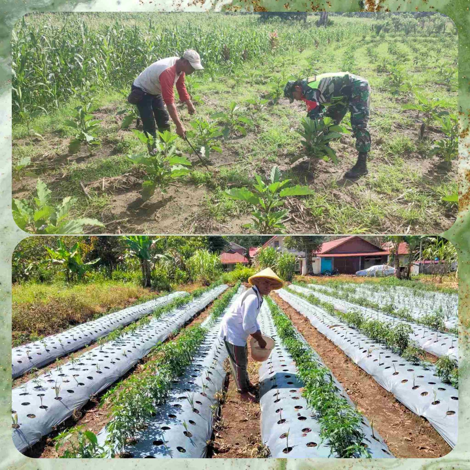 Polish_20250613_062842418_rOBDpDwt47