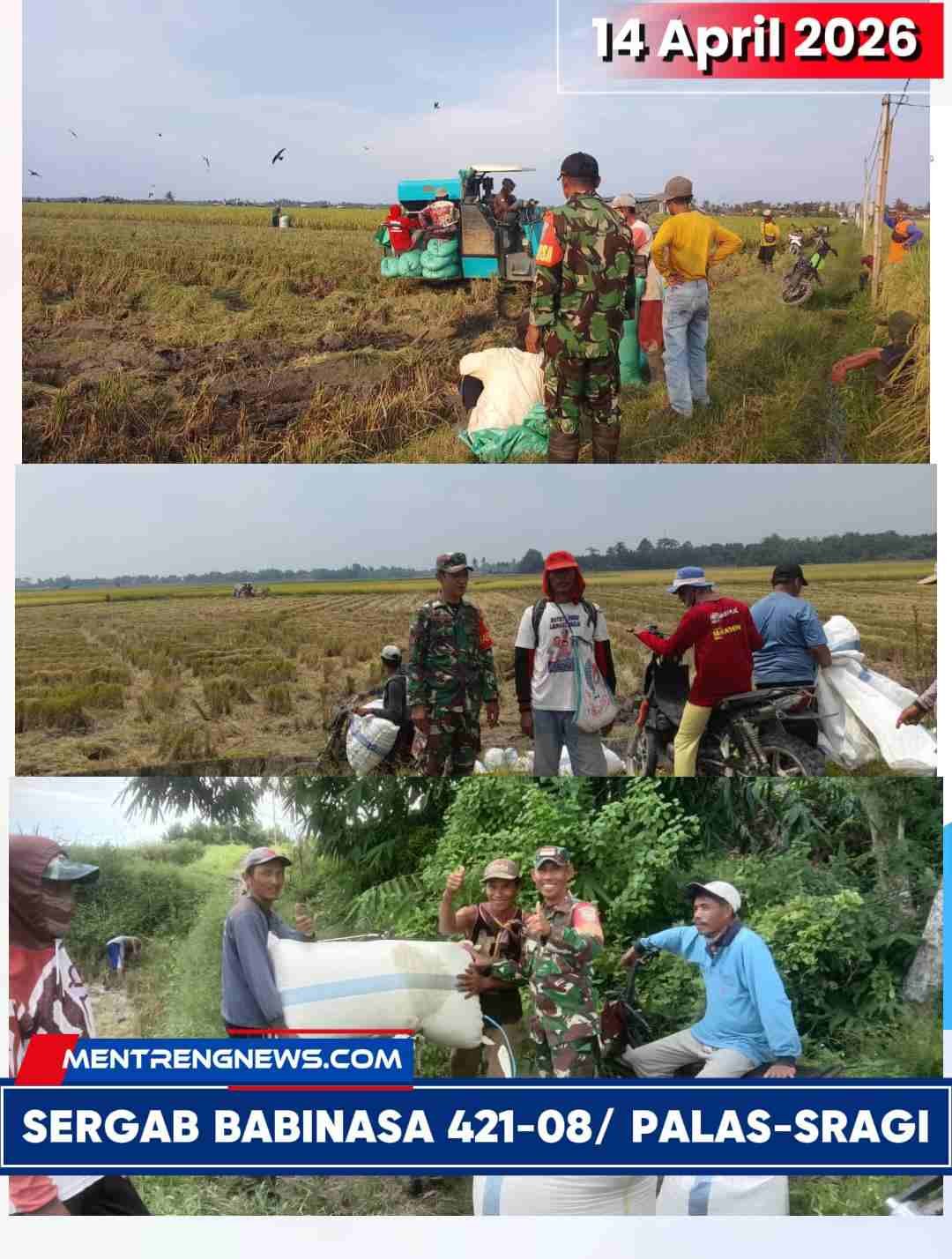 📰 SINERGI KETAHANAN PANGAN! Babinsa Koramil 421-08 Palas – Sragi Aktif Dampingi Kegiatan Sergab Bulog
