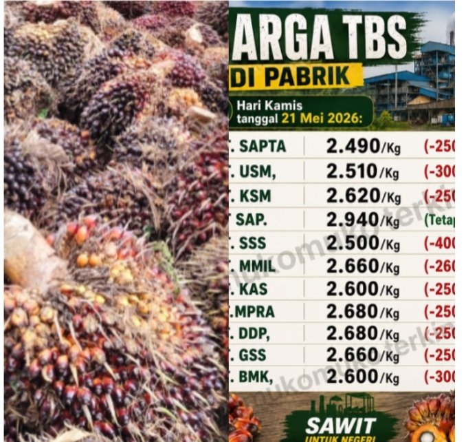 Masyarakat Kabupaten Mukomuko Pertanyakan Harga TBS yang Turun Drastis