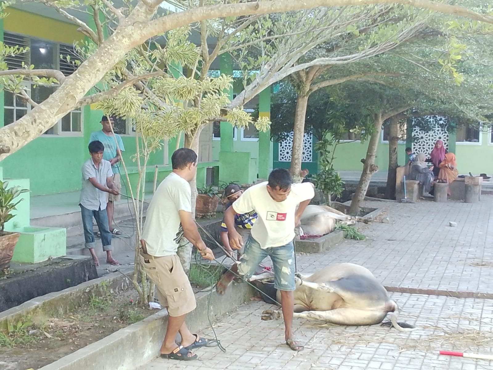 Sapi dan Kambing Kurban MTsN Kota Solok: Merawat Kepedulian dan Memperkokoh Ukhuwah Islamiyah