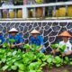 Panen Hasil Pembinaan, Wujudkan Ketahanan Pangan dari Dalam Lapas