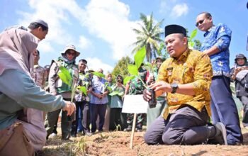 Pemko Payakumbuh Memulai Gerakan  Menanam 3000 Bibit Pisang Varietas Barangan Di Lima Kecamatan