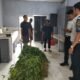 Rawat Tanaman, Panen Hasil Budidaya, Lapas Kalianda Dorong Kemandirian WBP