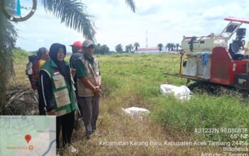 Perkuat Ketahanan Pangan,Tani Merdeka Indonesia Bersama BPP dan Poktan Karang Baru Gelar Panen Jagung Sekaligus Penyelarasan Investasi