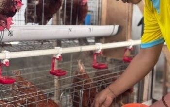 Lapas Kalianda Kembangkan Peternakan Ayam Petelur sebagai Sarana Pembinaan Kemandirian Warga Binaan