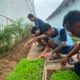 Melalui  pembibitan pakcoy Lapas Kalianda dukung program percepatan Aksi Kemenimipas
